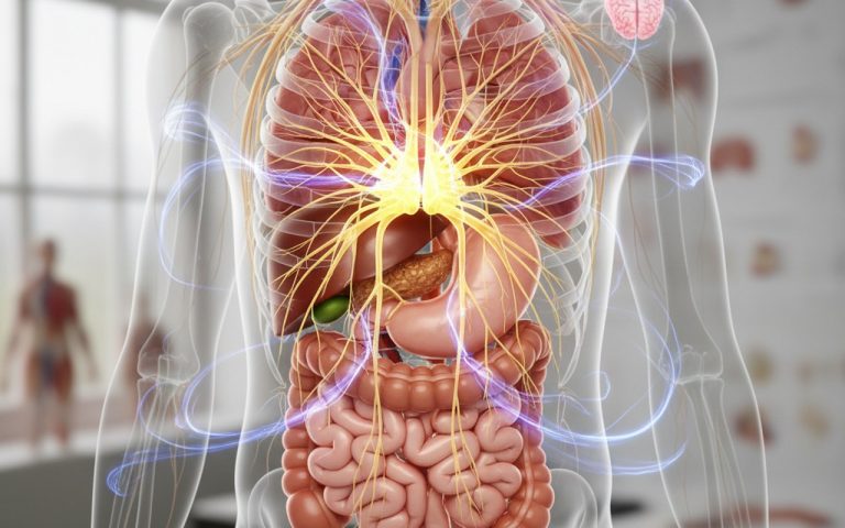 Illustration anatomique du plexus solaire et des organes abdominaux